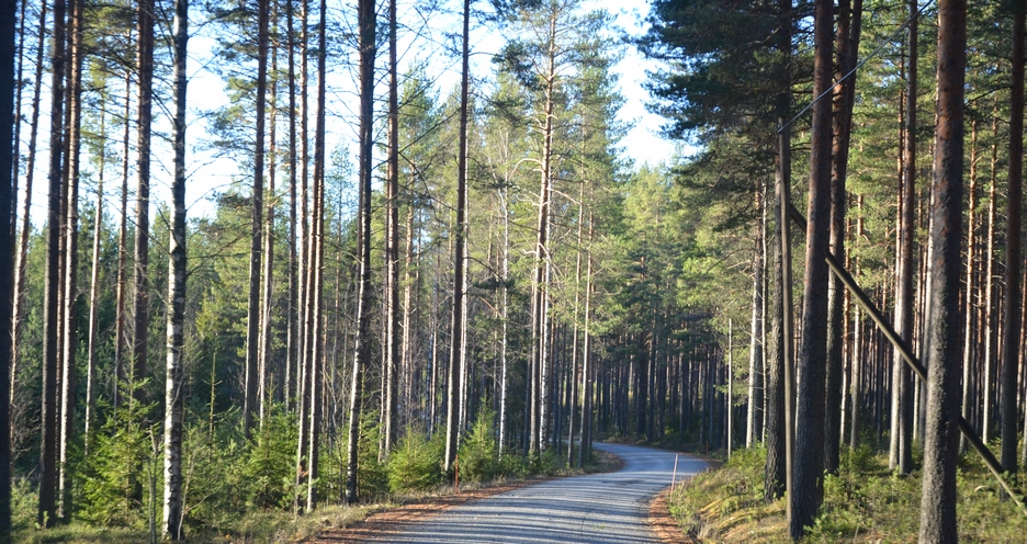 lesna cesta